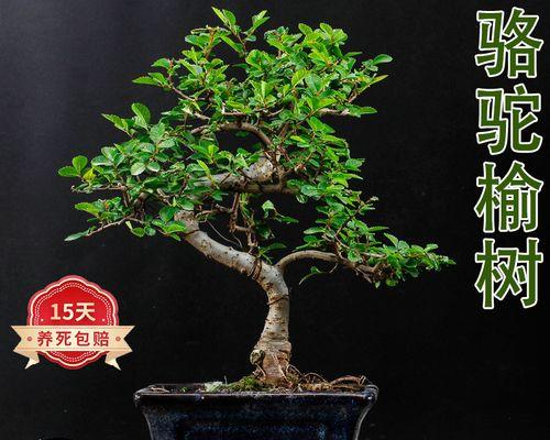 如何养护观赏榆树？（从栽培到修剪，让你的榆树更美丽）-第1张图片-绿意生活