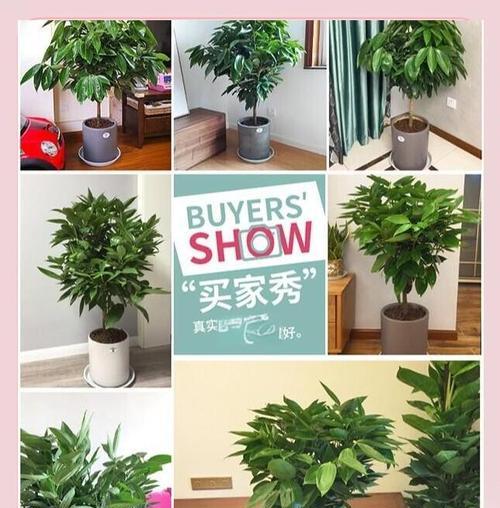 如何处理平安树土壤硬化问题（有效方法和关键技巧，让平安树重新茁壮成长）-第3张图片-绿意生活