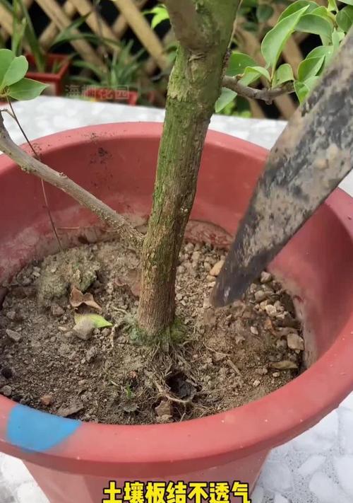 如何处理平安树土壤硬化问题（有效方法和关键技巧，让平安树重新茁壮成长）-第1张图片-绿意生活