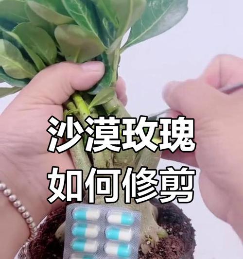 如何在冬天正确修剪盆栽玫瑰？（冬季修剪技巧、盆栽玫瑰保健、）-第2张图片-绿意生活