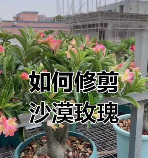 如何在冬天正确修剪盆栽玫瑰？（冬季修剪技巧、盆栽玫瑰保健、）-第1张图片-绿意生活