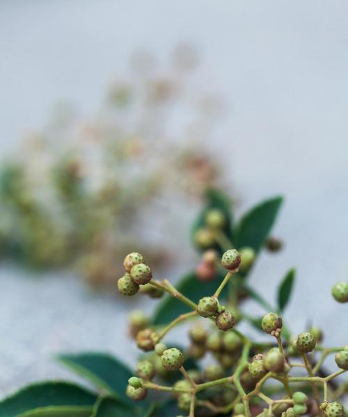 花椒种植全攻略（时间、方法、关键技巧一网打尽）-第2张图片-绿意生活