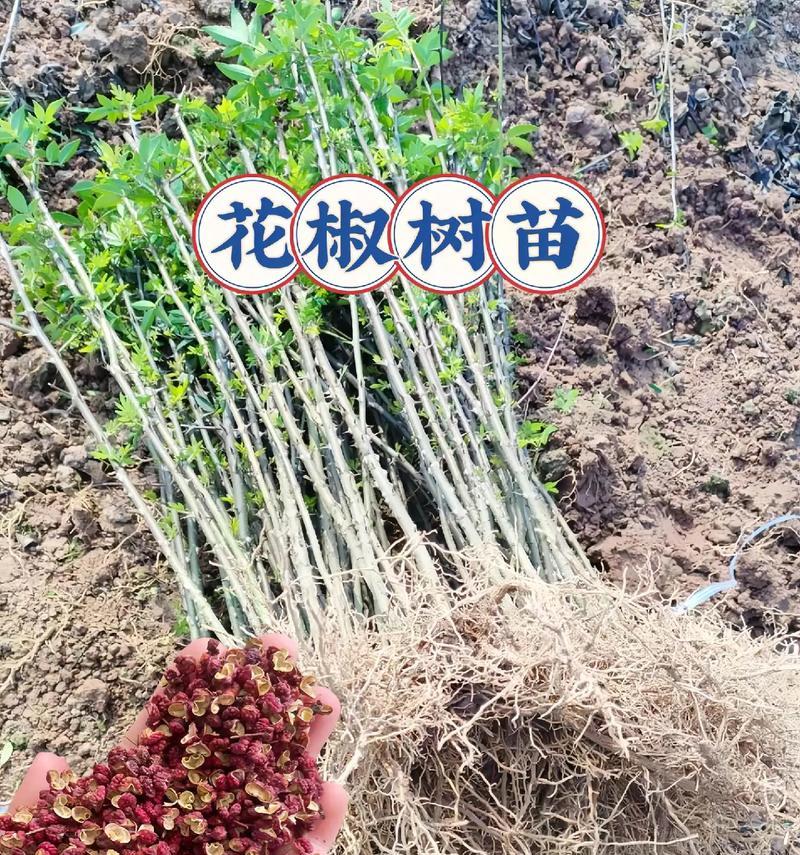 花椒种植全攻略（时间、方法、关键技巧一网打尽）-第1张图片-绿意生活