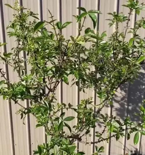 花椒种植全攻略（时间、方法、关键技巧一网打尽）-第3张图片-绿意生活
