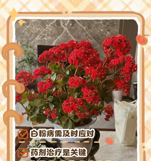 长寿花生病了怎么办？挽救长寿花生健康的方法（关注长寿花生健康，让其绽放更多美丽）-第1张图片-绿意生活