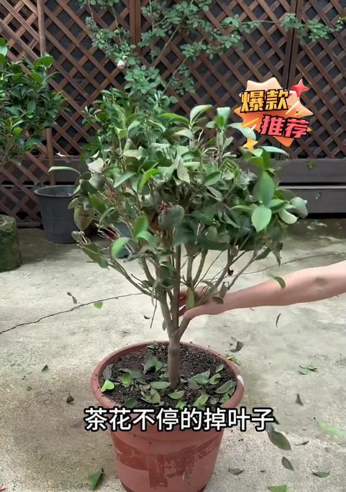茶花落叶落蕾的治疗方法（关注饮食与水分，帮助茶花恢复健康）-第3张图片-绿意生活