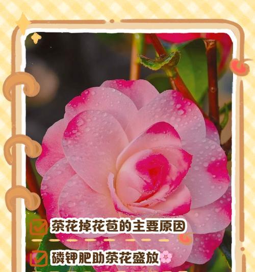 茶花落叶落蕾的治疗方法（关注饮食与水分，帮助茶花恢复健康）-第2张图片-绿意生活