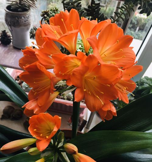 秋天饼肥水浇花的正确方法（打造健康秋花盛景，专家教你如何运用饼肥水浇花）-第1张图片-绿意生活