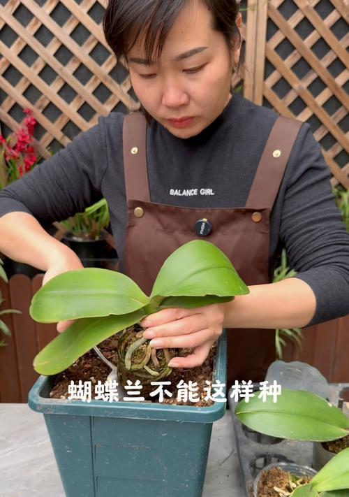 如何用合适的土培育健康的蝴蝶兰（关于蝴蝶兰的土壤类型和使用方法）-第1张图片-绿意生活