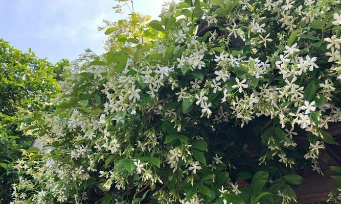 耐寒爬墙花卉大盘点（冬季生机勃发，这些花卉最能独挡寒冬）-第3张图片-绿意生活