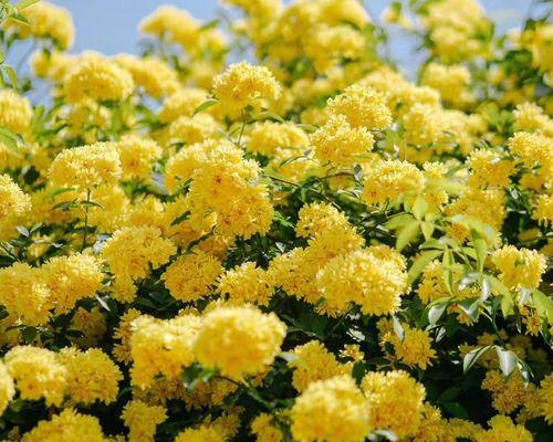 耐寒爬墙花卉大盘点（冬季生机勃发，这些花卉最能独挡寒冬）-第2张图片-绿意生活