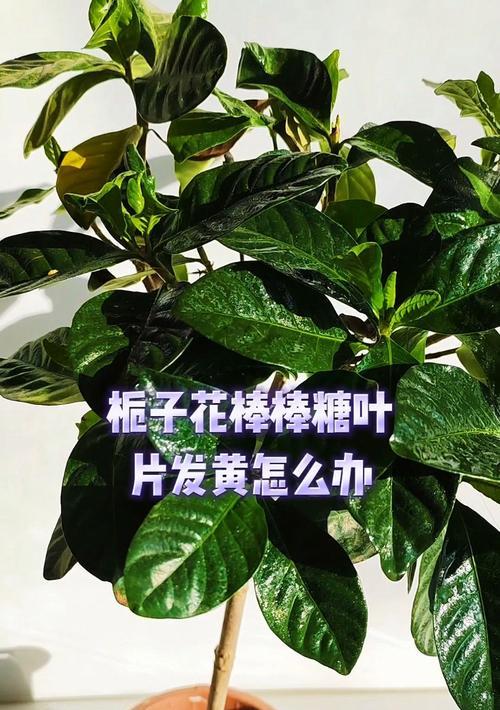 桅子叶子为什么会发黄？（黄叶现象的原因及处理方法）-第2张图片-绿意生活
