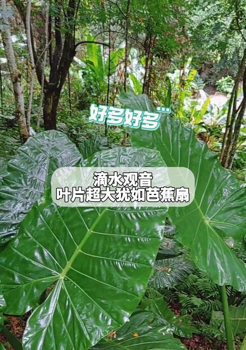 滴水观音叶子烂了怎么办？（教你轻松应对滴水观音养护难题，让你的观音常青常美）-第1张图片-绿意生活