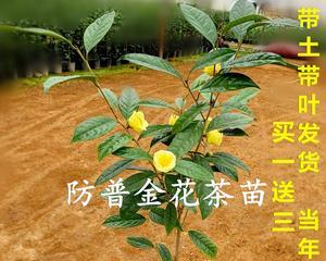 利用茶叶发酵生产高质量花肥（茶叶发酵的关键步骤及其在花肥生产中的应用）-第1张图片-绿意生活