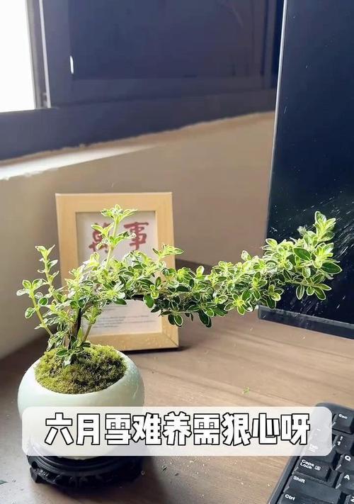 养殖多肉植物六月雪的技巧与注意事项（打造多肉花园，六月雪引领时尚养植趋势）-第3张图片-绿意生活