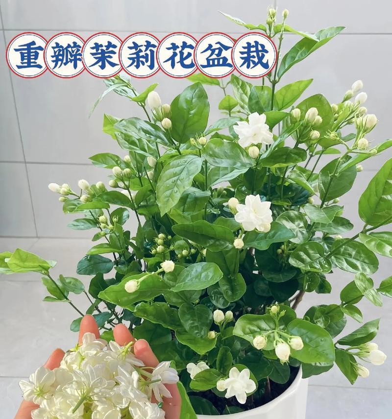 如何正确养护茉莉夏季花卉（夏季茉莉养护的关键技巧与方法）-第1张图片-绿意生活