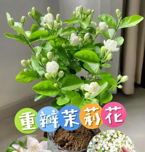 如何正确养护茉莉夏季花卉（夏季茉莉养护的关键技巧与方法）-第3张图片-绿意生活
