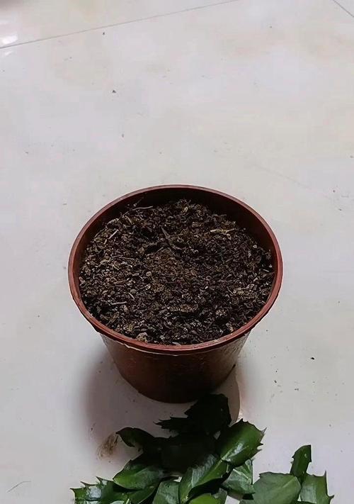 蟹爪兰秋天扦插，避免烂掉的秘诀（如何有效保护蟹爪兰秋天扦插，避免腐烂问题）-第3张图片-绿意生活