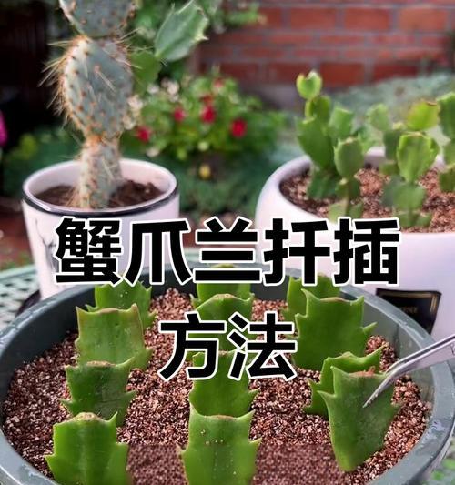 蟹爪兰秋天扦插，避免烂掉的秘诀（如何有效保护蟹爪兰秋天扦插，避免腐烂问题）-第1张图片-绿意生活