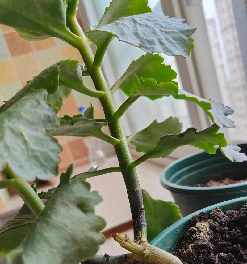 缺水导致长寿花叶子发软的应对措施（如何正确补水使长寿花恢复健康）-第3张图片-绿意生活