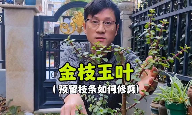 如何正确修剪细高的金枝玉叶（打造迷人盆景，关键在于修剪的技巧）-第3张图片-绿意生活