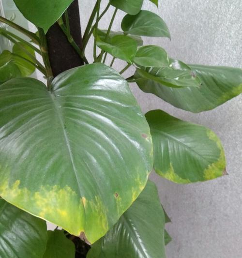 挽救一帆风顺，重现叶尖生机（关注自身需求，探索变革之道）-第1张图片-绿意生活