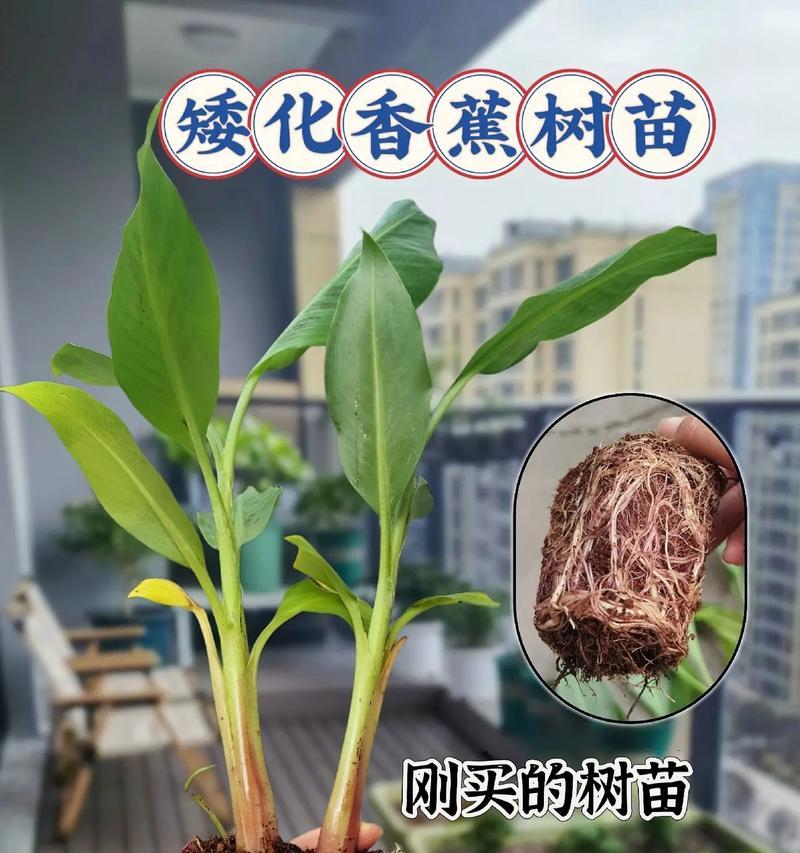 盆栽芭蕉的种植与护理（打造室内绿色角落，以盆栽芭蕉增添生活美感）-第1张图片-绿意生活