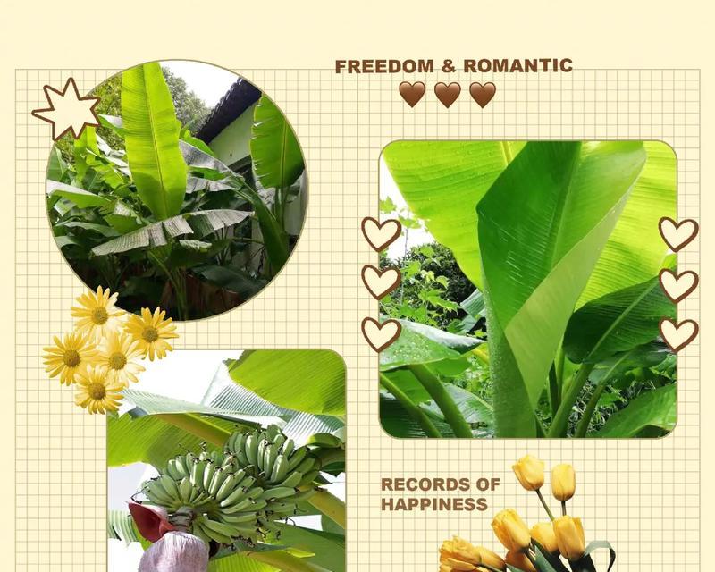 盆栽芭蕉的种植与护理（打造室内绿色角落，以盆栽芭蕉增添生活美感）-第2张图片-绿意生活