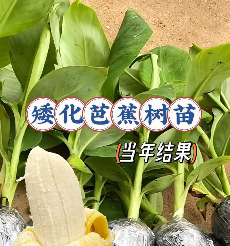 盆栽芭蕉的种植与护理（打造室内绿色角落，以盆栽芭蕉增添生活美感）-第3张图片-绿意生活