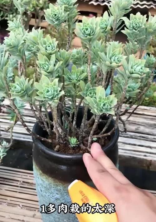 多肉养护指南（多肉植物养护的小技巧与经验分享）-第2张图片-绿意生活