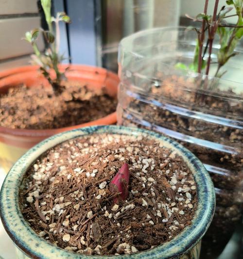 家庭芍药栽培指南（从选址到施肥，轻松打造健康芍药园）-第2张图片-绿意生活