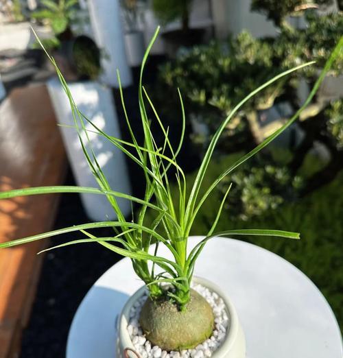 酒瓶兰修剪指南（一步步教你如何正确修剪酒瓶兰，让它健康茁壮）-第1张图片-绿意生活