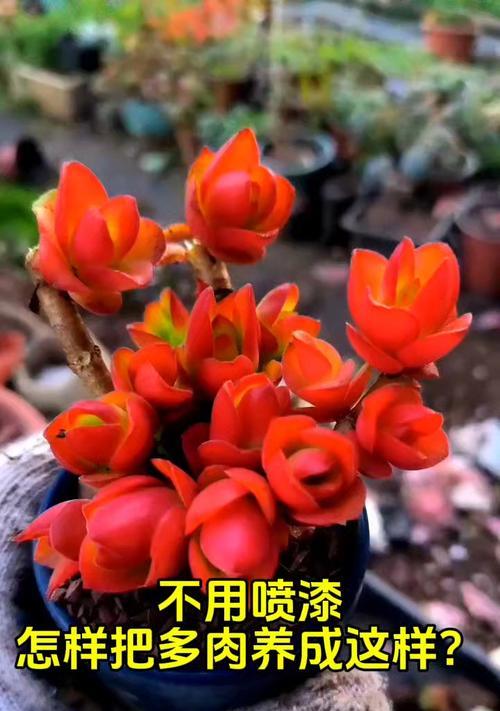 多肉花不红怎么办？（解决多肉花不红问题的有效方法）-第1张图片-绿意生活