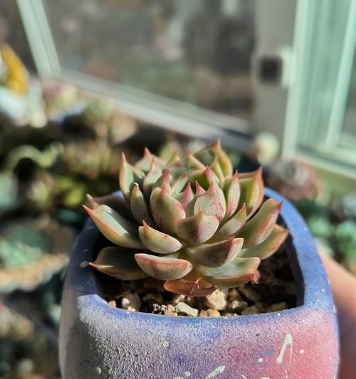 多肉花不红怎么办？（解决多肉花不红问题的有效方法）-第3张图片-绿意生活
