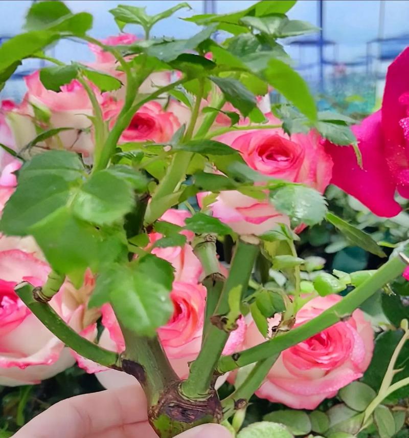 玫瑰花的绽放之美（探寻玫瑰花开的秘密与魅力）-第1张图片-绿意生活