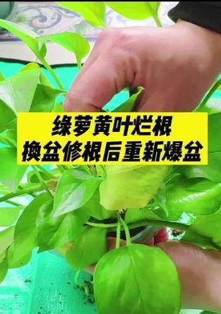 绿萝根部发黑烂的救治方法（如何有效防治绿萝根部发黑烂？根部黑烂）-第1张图片-绿意生活