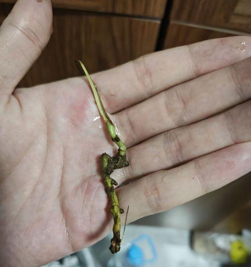 绿萝根部发黑烂的救治方法（如何有效防治绿萝根部发黑烂？根部黑烂）-第2张图片-绿意生活