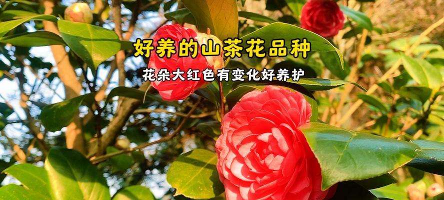 茶花的养护技巧（打造美丽茶花园，从养护开始）-第2张图片-绿意生活