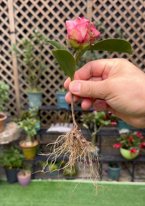 茶花的养护技巧（打造美丽茶花园，从养护开始）-第1张图片-绿意生活