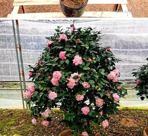 茶花的养护技巧（打造美丽茶花园，从养护开始）-第3张图片-绿意生活