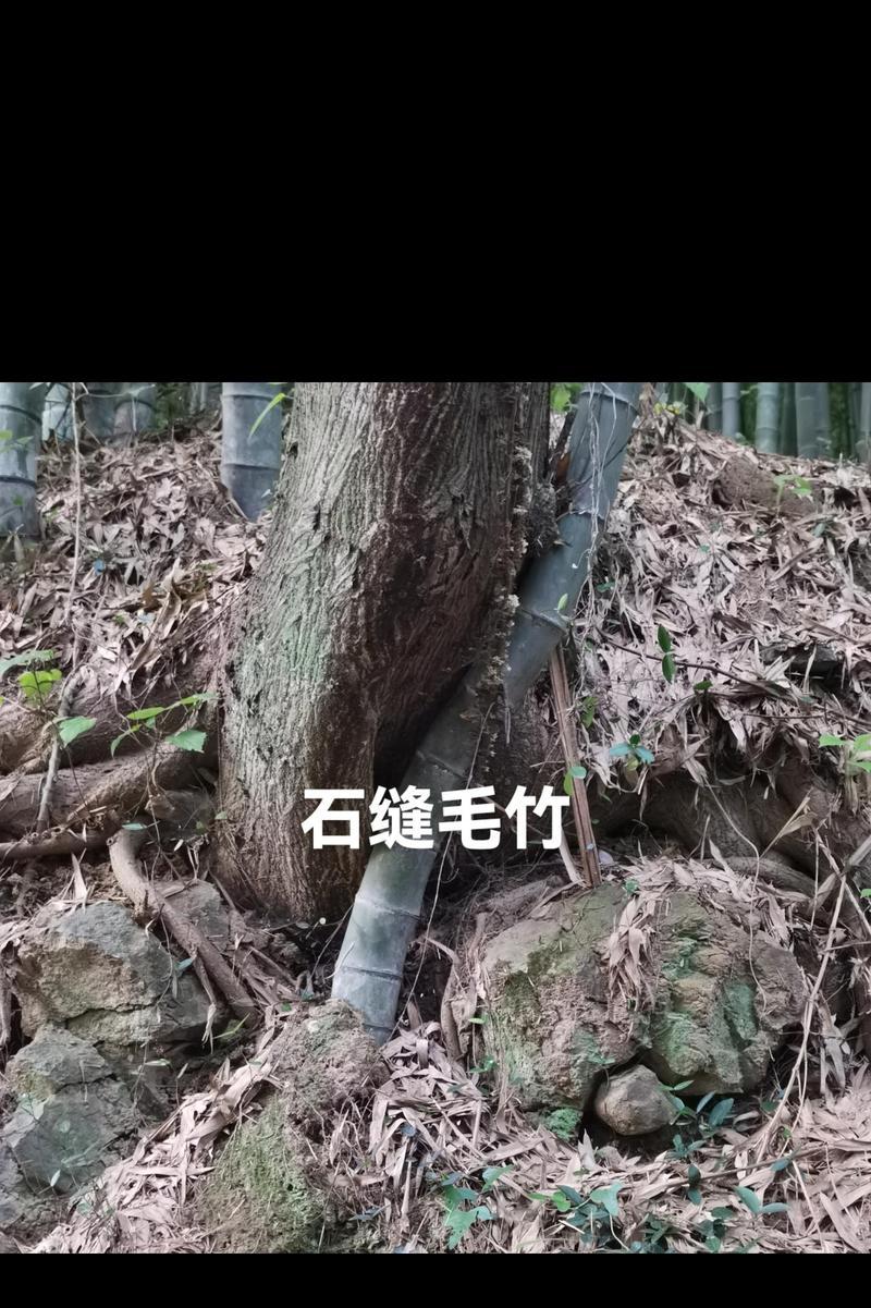 毛竹的生长周期及影响因素（了解毛竹生长周期，打造优质竹林）-第2张图片-绿意生活