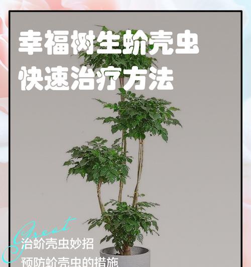 番石榴生介壳虫的防治方法（保护果园，有效防治番石榴生介壳虫）-第3张图片-绿意生活