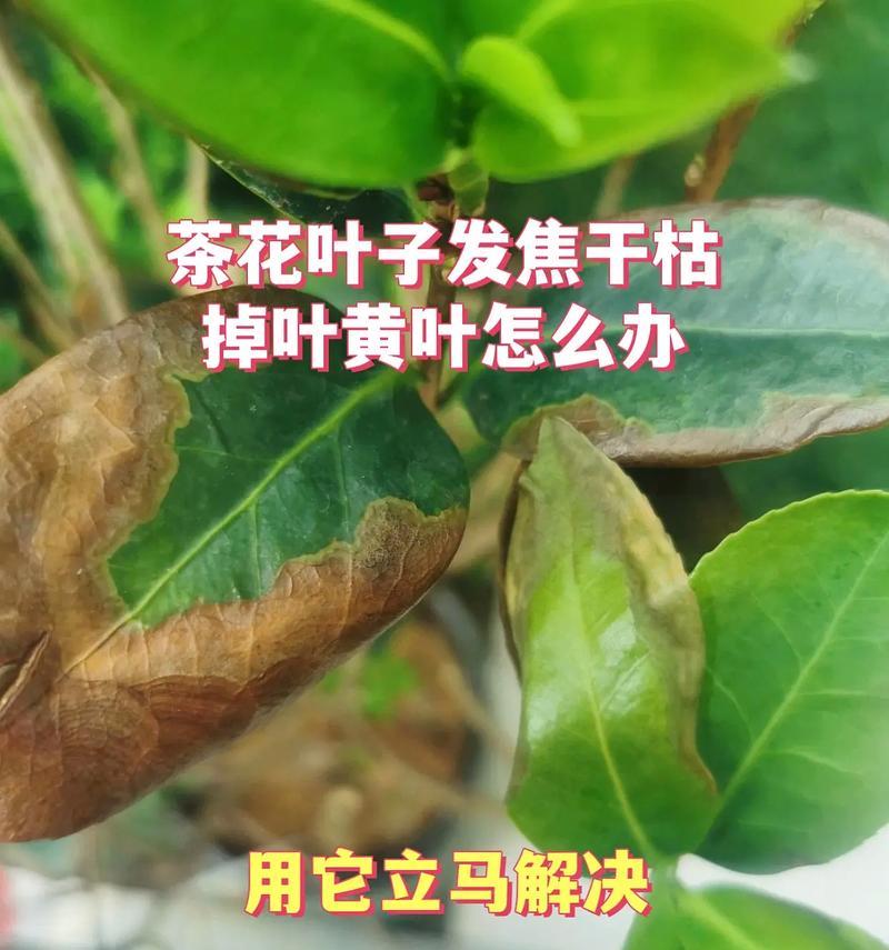 花养了六年竟然死了，怎么办？（重新审视养花的技巧，以及应对花卉死亡的方法与心态）-第2张图片-绿意生活