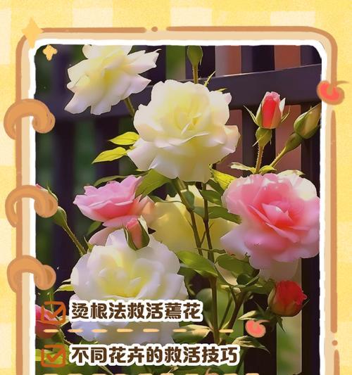 花养了六年竟然死了，怎么办？（重新审视养花的技巧，以及应对花卉死亡的方法与心态）-第3张图片-绿意生活