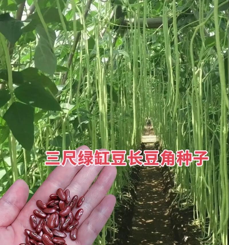 长豇豆种植指南（从选种到收获，轻松掌握长豇豆种植技巧）-第1张图片-绿意生活