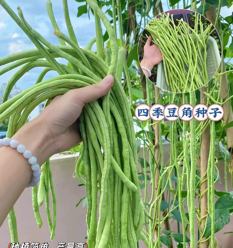 长豇豆种植指南（从选种到收获，轻松掌握长豇豆种植技巧）-第2张图片-绿意生活