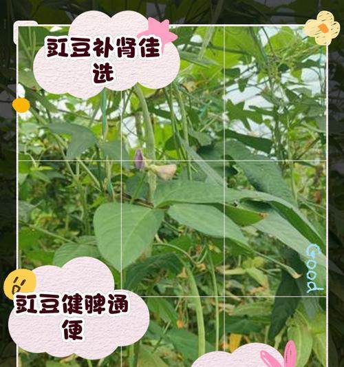 长豇豆种植指南（从选种到收获，轻松掌握长豇豆种植技巧）-第3张图片-绿意生活
