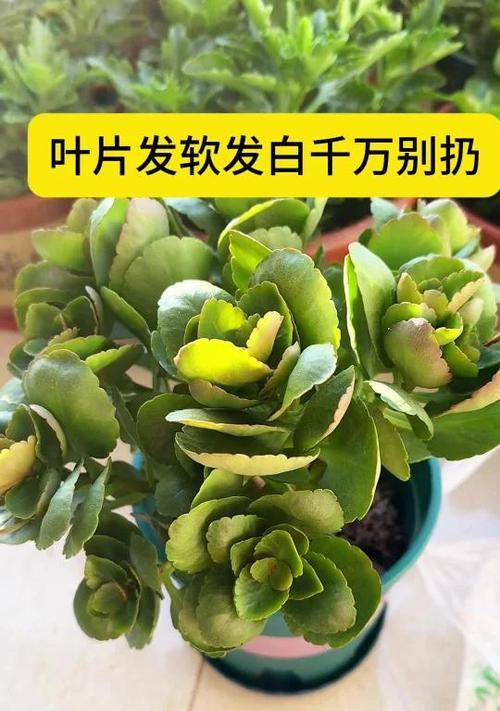 长寿花顶端叶片干瘪的原因及解决方法（探究长寿花叶片枯萎的原因和有效处理方法）-第2张图片-绿意生活