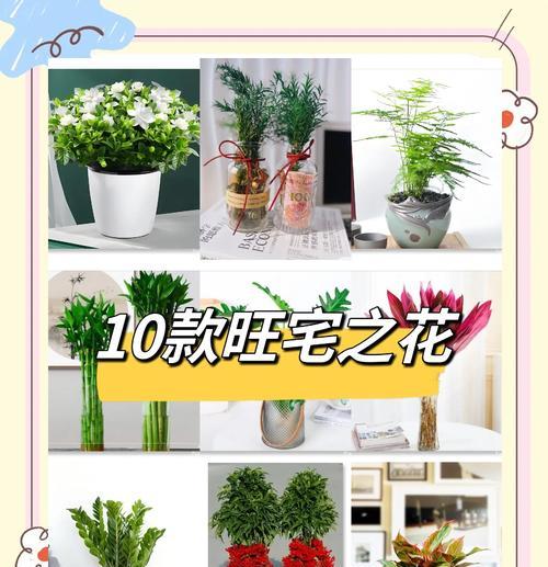平安树的养护技巧（如何浇白糖水，增强生命力）-第3张图片-绿意生活