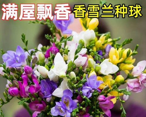 小苍兰的养殖技巧和注意事项（打造优美花园，从小苍兰养殖开始）-第1张图片-绿意生活